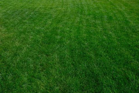 Green grass background Stock Photos