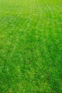 Green grass background Stock Photos
