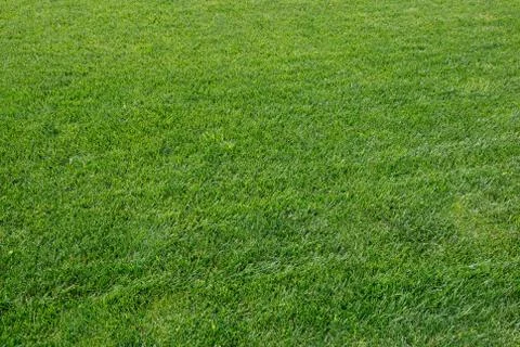 Green grass background Stock Photos