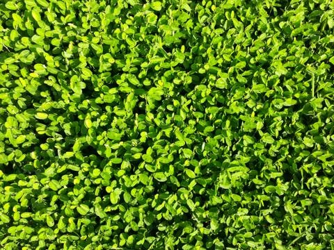 Green grass background Stock Photos