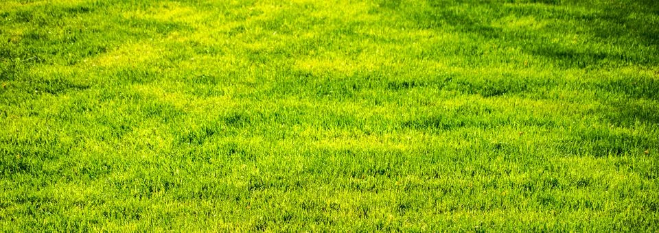 Green grass as background Stock Photos