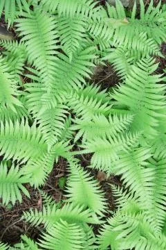 Green grass background Stock Photos