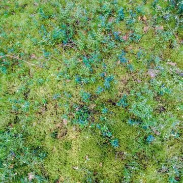 Green grass background Foto stock