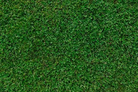Green grass background Foto stock