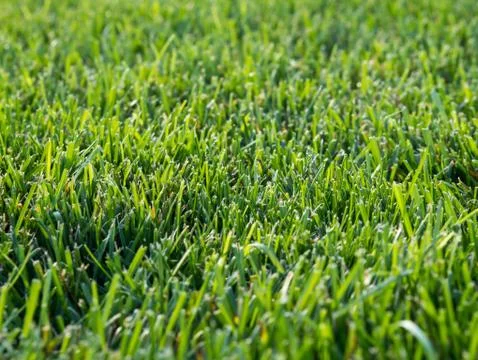 Green grass background Stock Photos