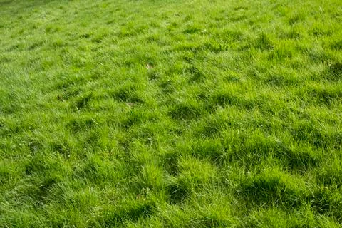 Green grass as the background 스톡 사진