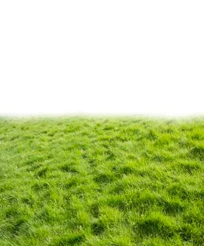 Green grass as the background Stock Photos