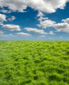 Green grass as the background 스톡 사진