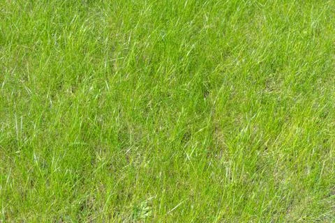 Green grass background Foto stock