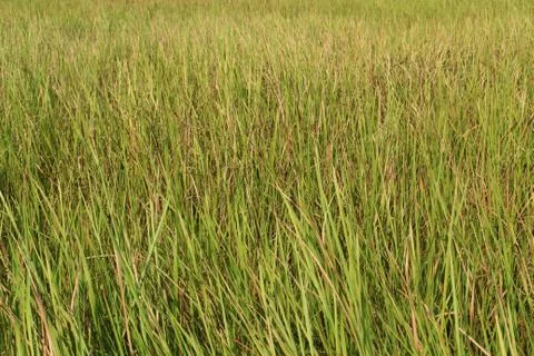 Green grass background Stock Photos