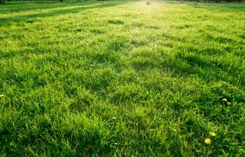 Green grass background Stock Photos