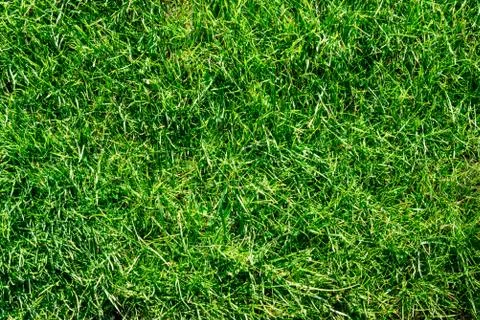 Green grass background Stock Photos