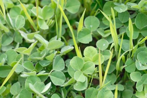 Green grass background Stock Photos