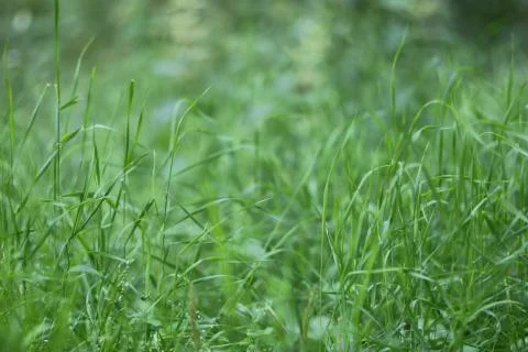 Green grass background Stock-Fotos