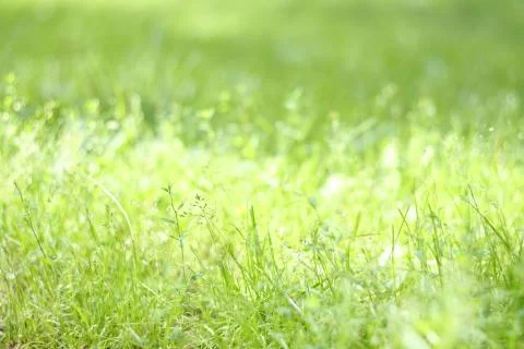 Green grass background Foto stock
