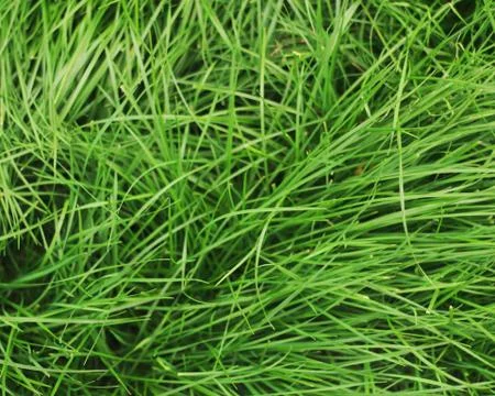 Green grass background Stock Photos
