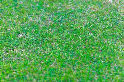 Green grass background Stock Photos