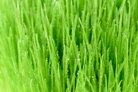 Green grass background 库存照片