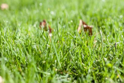 Green grass background Stock Photos