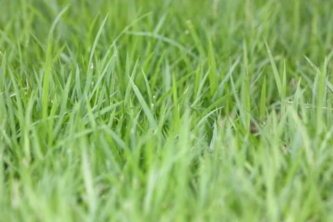 Green grass background Stock Photos