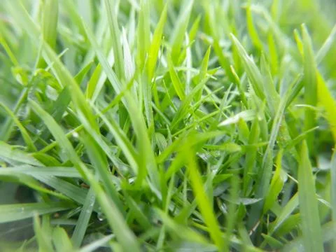Green grass background Stock Photos