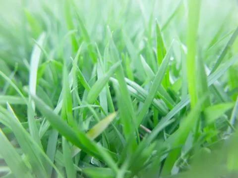 Green grass background Stock Photos