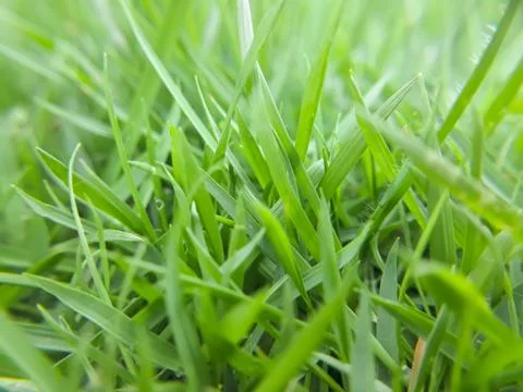 Green grass background Foto stock