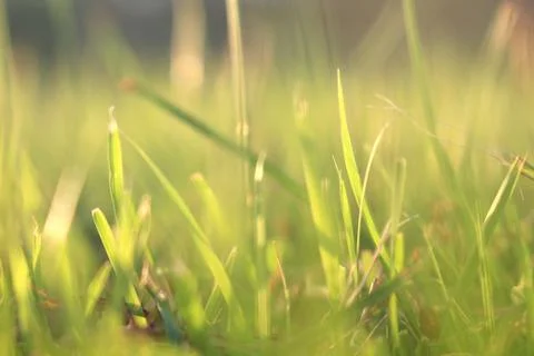 Green grass background Stock Photos