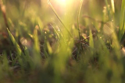 Green grass background Stock Photos