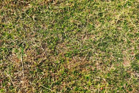 Green grass background Stock Photos