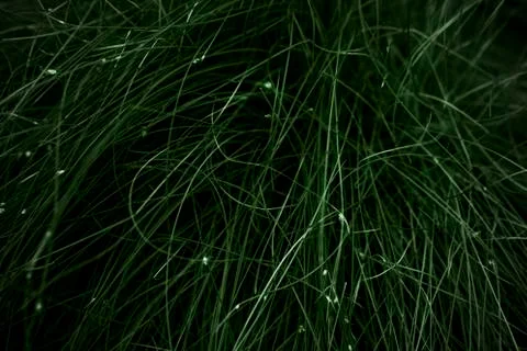 Green grass background Stock Photos