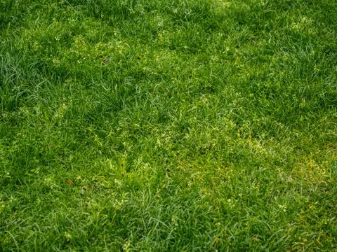 Green grass background Stock Photos