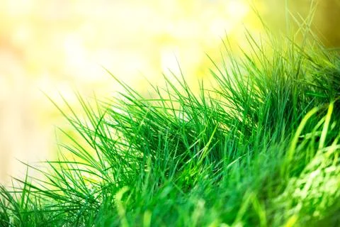 Green grass background Stock Photos