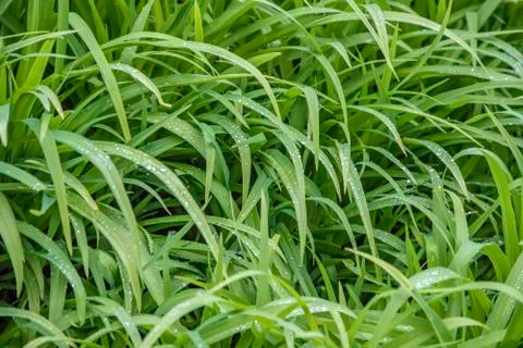 Green grass background Foto stock