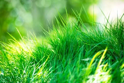 Green grass background Stock Photos