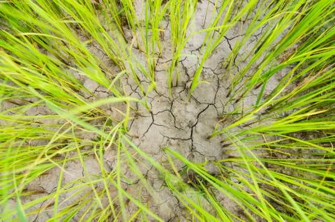 Green grass background Stock Photos