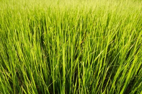 Green grass background Stock Photos
