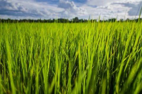 Green grass background Foto stock