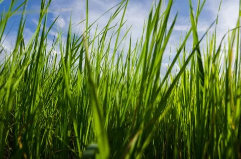 Green grass background Stock Photos