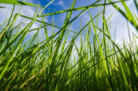 Green grass background Stock-Fotos