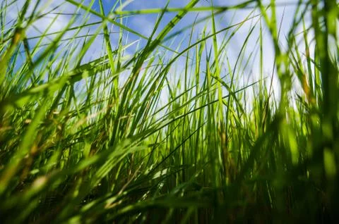 Green grass background Stock-Fotos
