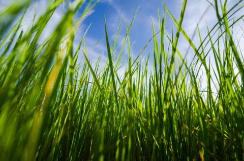 Green grass background Stock Photos