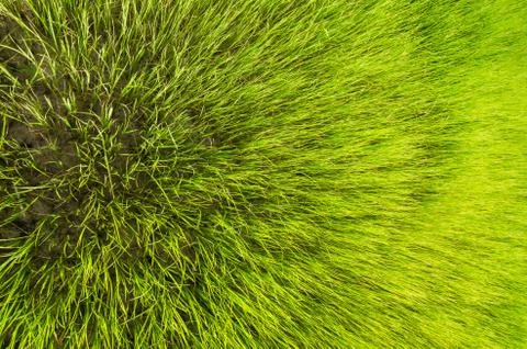 Green grass background Stock Photos