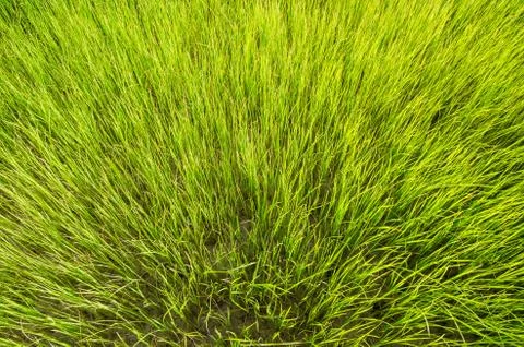 Green grass background Stock-Fotos