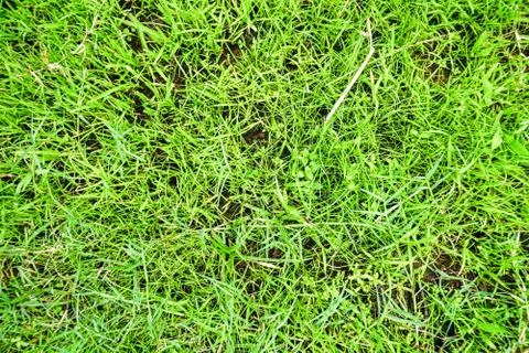 Green grass background Stock Photos
