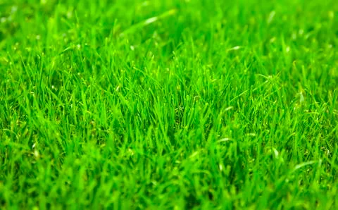Green grass background Stock Photos