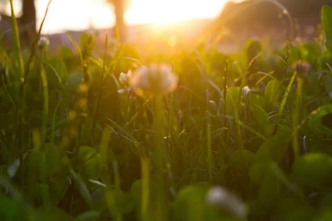 Green grass background Stock Photos