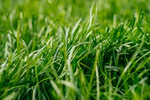 Green grass background Stock Photos