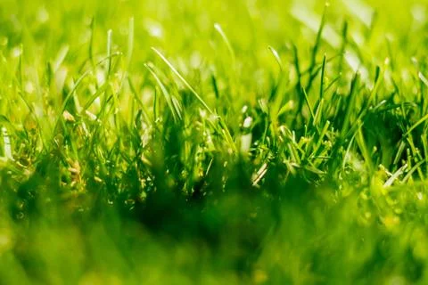 Green grass background Stock Photos