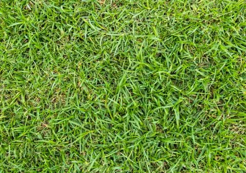 Green grass background Stock Photos